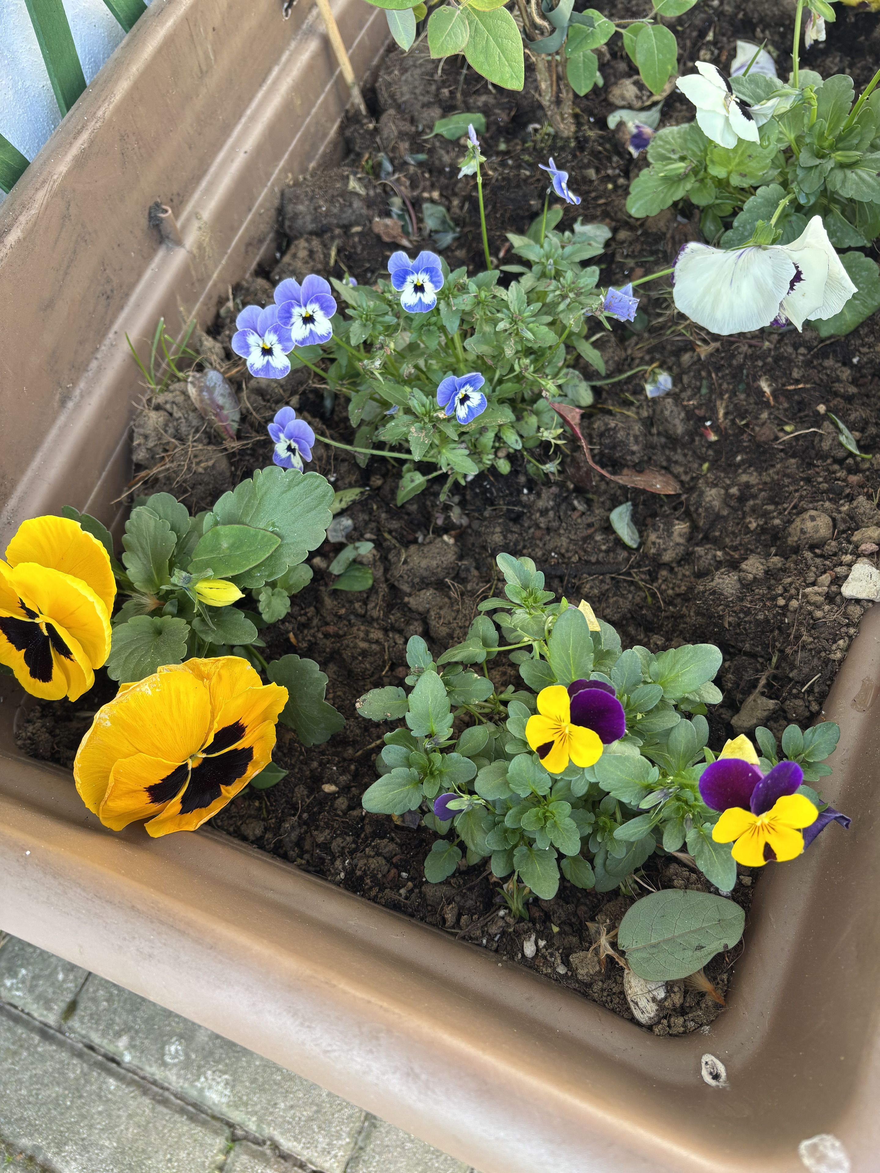 Fioriera con viole gialle e viola nel cortile di The Green Space